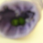 Picture Contest! Picture Contest!
