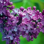 TripodGirl_lilacs500