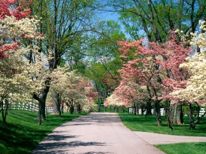 dogwood