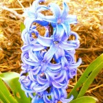 hyacinth
